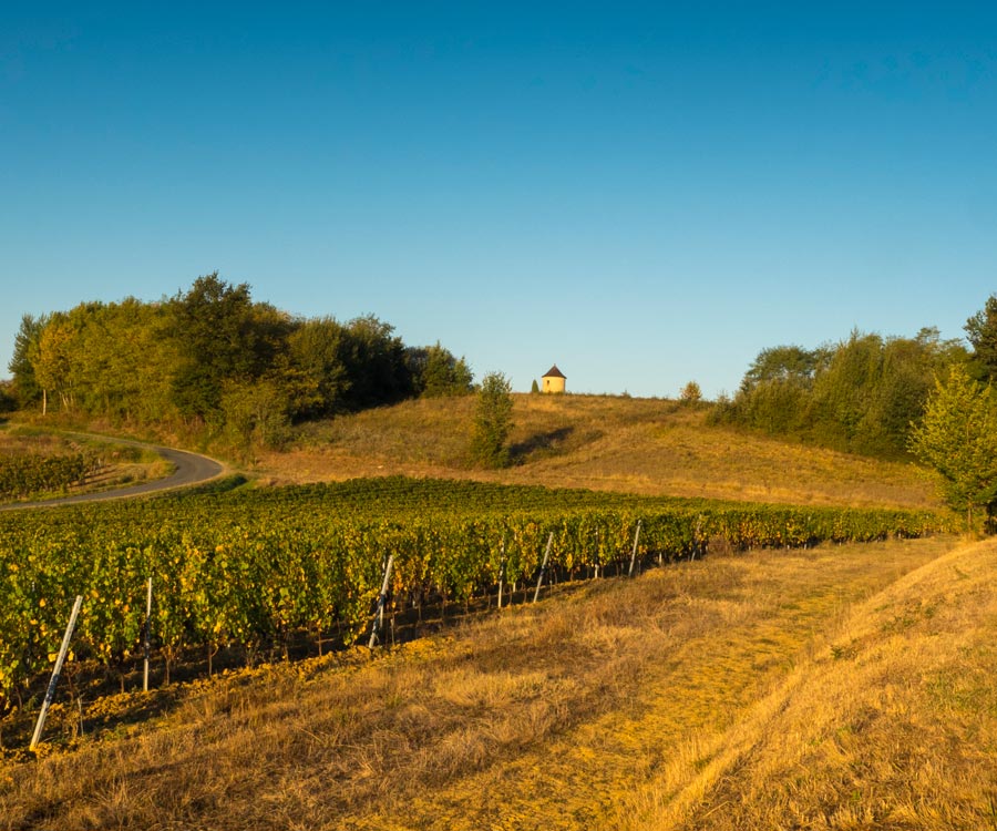 vignoble boudon agriculture biologique