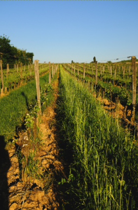 Exemples de rangs enherbés ou l'inter-ceps vient d'être  passé.