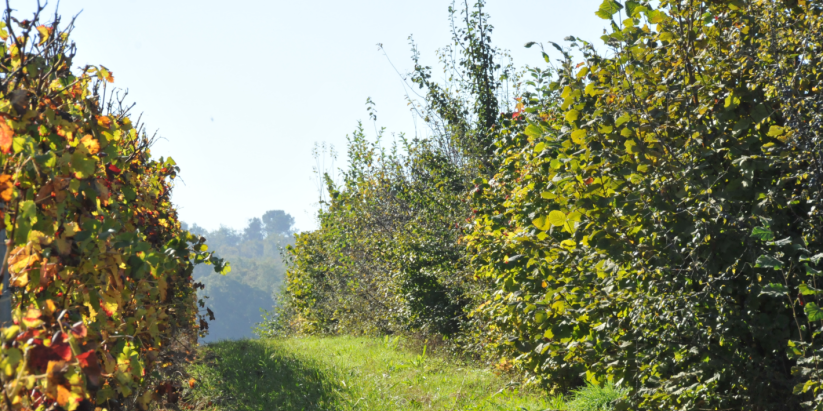 Exemple de haies sur notre vignoble qui bordent les parcelles